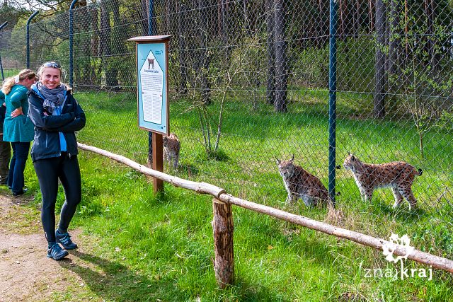 rysie-w-wildpark-schorfheide-brandenburg