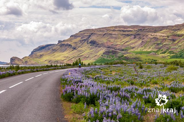 wsrod-lubinu-w-kierunku-arnes-islandia-2