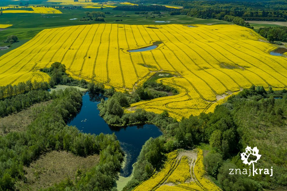 rzepakowy-paw-na-kociewiu-kociewie-2017-szymon-nitka-0193.jpg