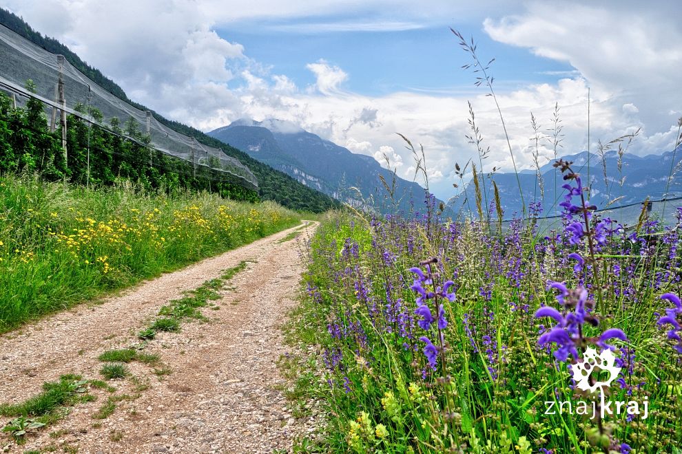 szutrowa-droga-po-dawnej-linii-kolejowej-trentino-2016-szymon-nitka-6997.jpg