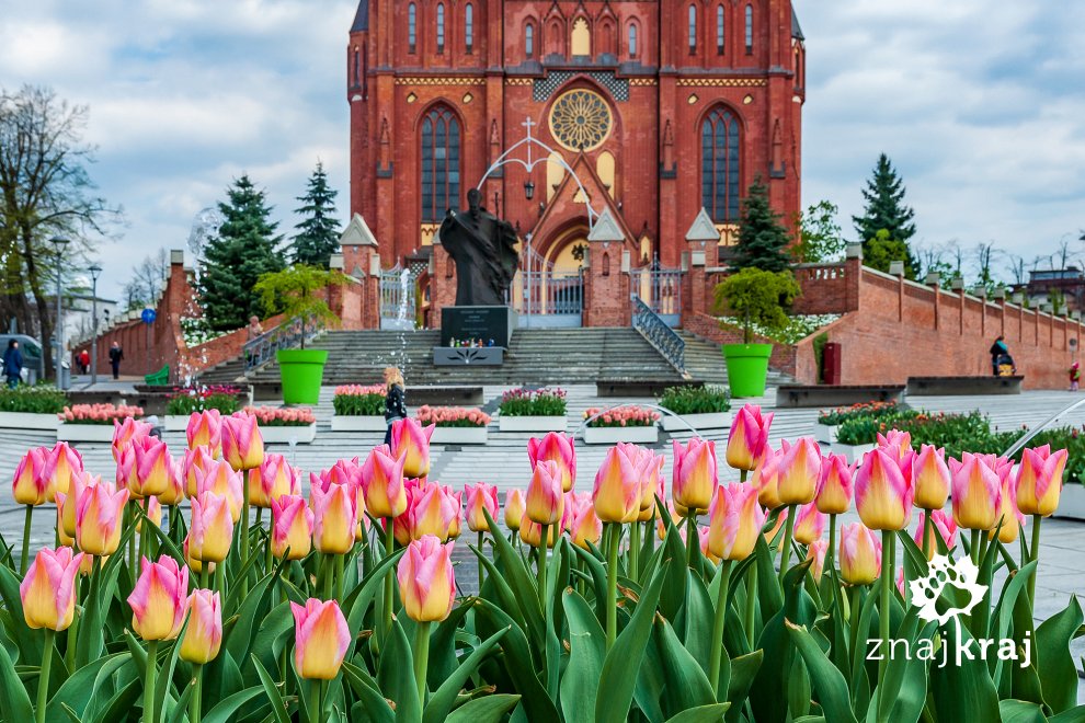 tulipany-przed-katedra-ziemi-rybnickiej-