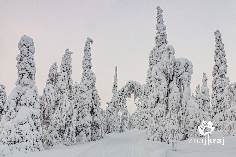 zasypane-sniegiem-drzewa-w-rezerwacie-va