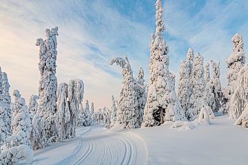 Sceneria szlaku narciarskiego w Kuusamo