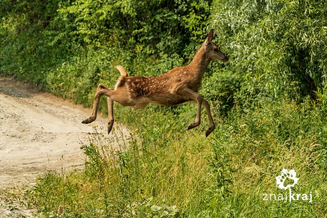 [Obrazek: cielak-jelenia-skaczacy-nad-droga-malopo...-01916.jpg]