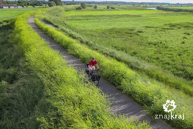 Rzepakowe korytarze Wiślanej Trasy Rowerowej