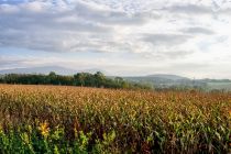 Beskid Śląski z okolic Bielowicka Beskid Śląski z okolic Bielowicka