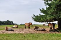 Konie Przewalskiego w Schorfheide Konie Przewalskiego w Schorfheide