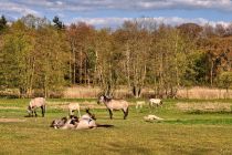 Konie rasy fiordzkiej w Brandenburgii Konie rasy fiordzkiej w Brandenburgii