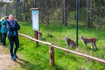 Rysie w Wildpark Schorfheide