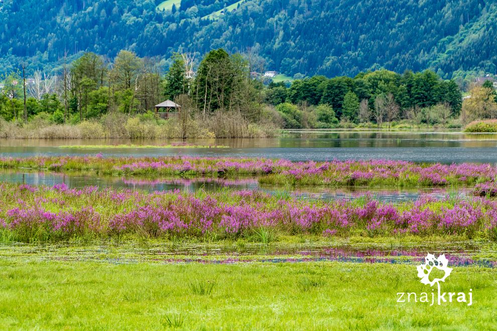 Bleistätter Moor nad Ossiacher See w Karyntii