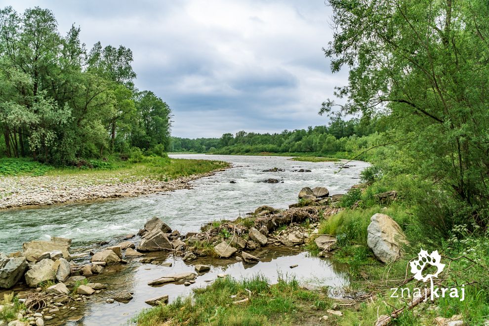 dunajec-w-poblizu-harklowej-dunajec-2020