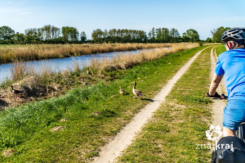 gesi-na-szlaku-rowerowym-zalewu-szczecin
