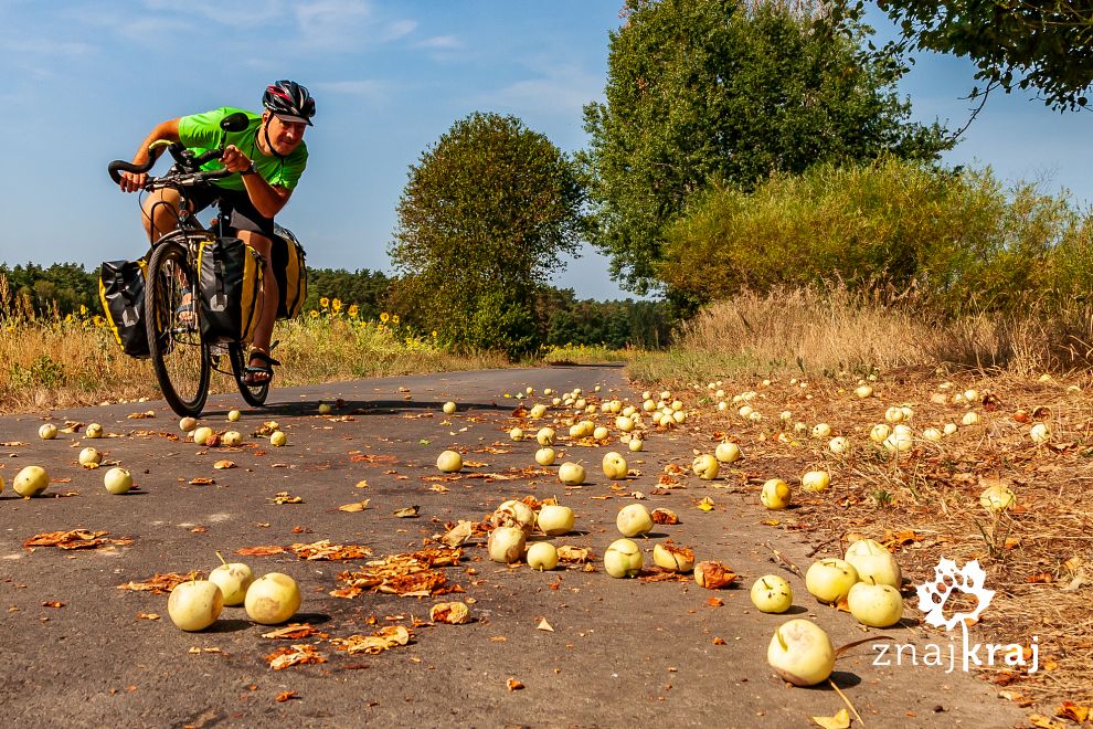 Jabłka na trasie rowerowej Odra-Nysa