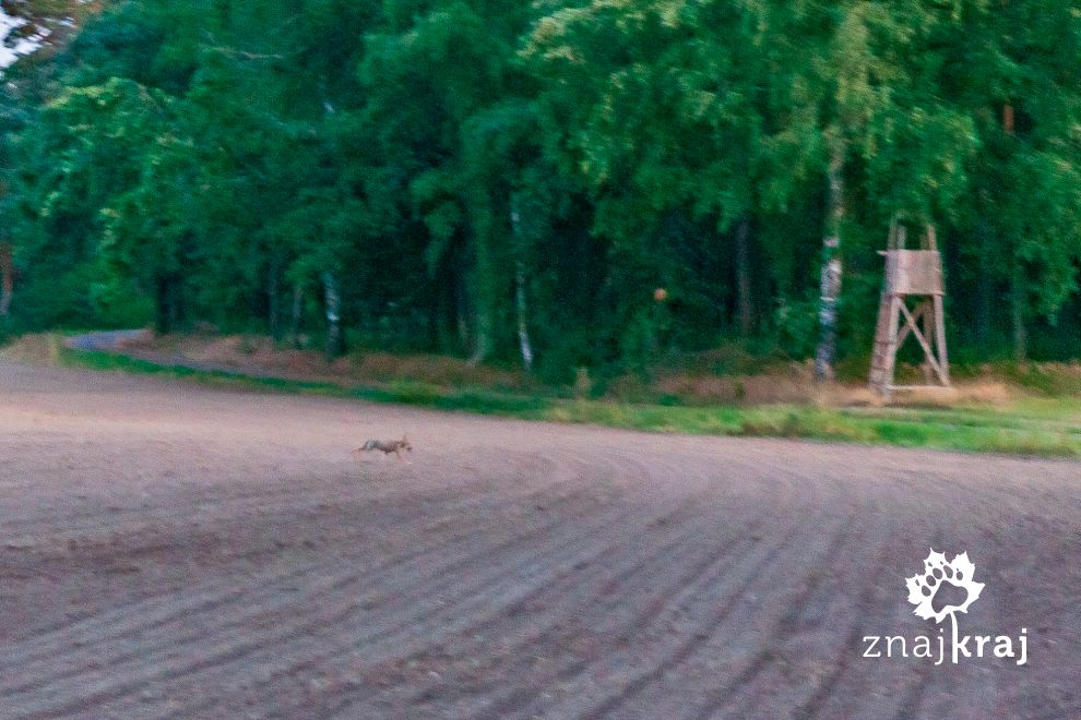 Jeden z dwóch wilków nad Nysą