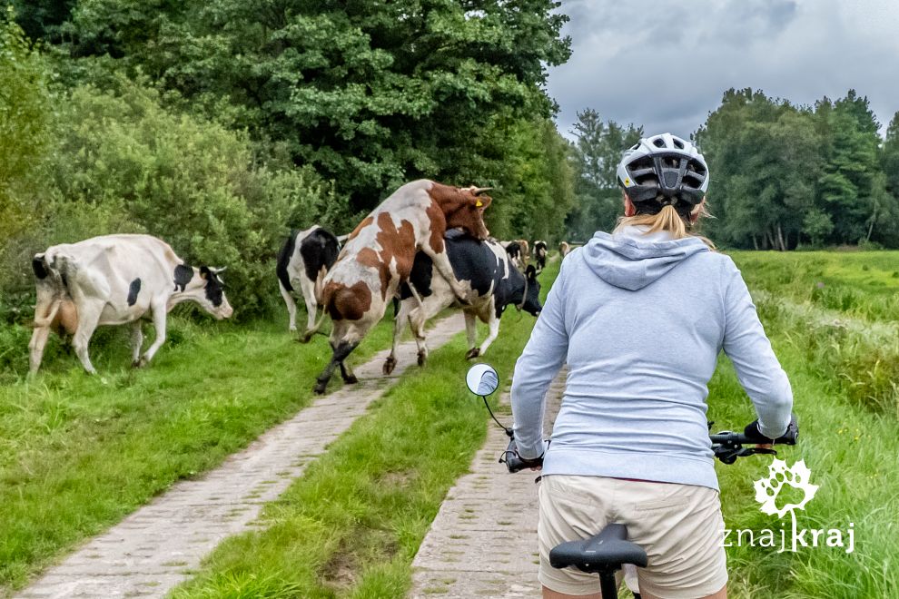 kopulujace-krowy-na-szlaku-rowerowym-pom