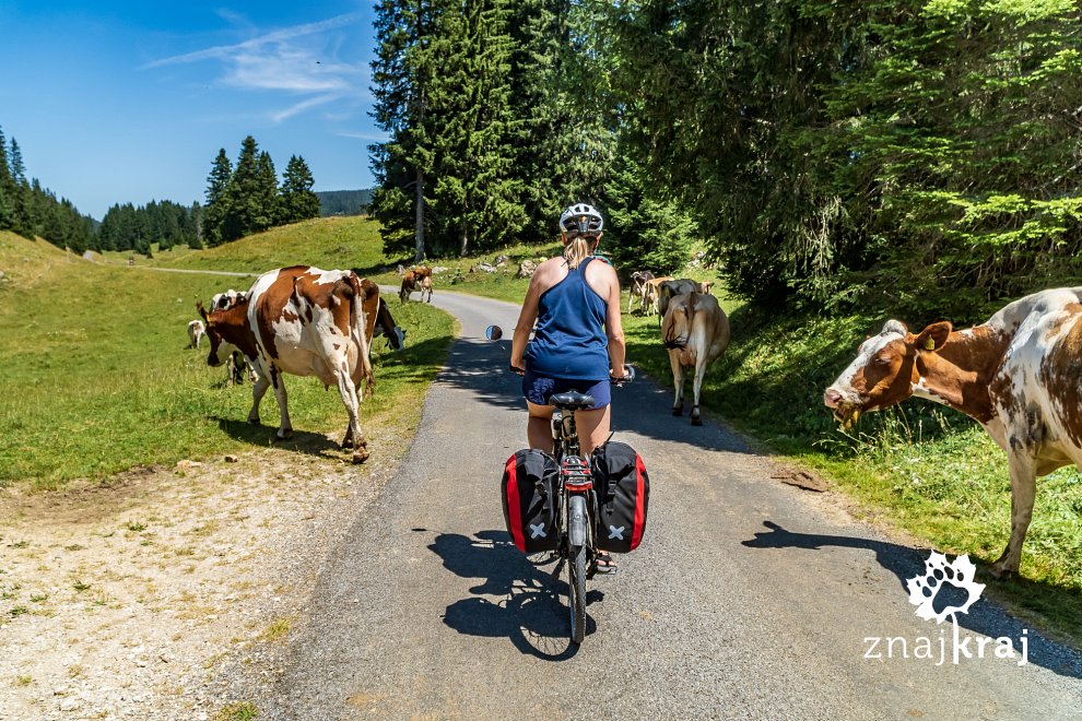 krowy-na-rowerowym-szlaku-w-szwajcarii-j