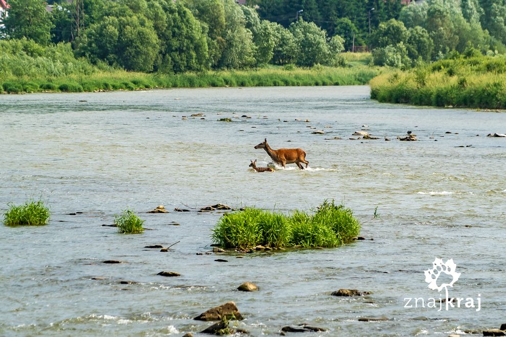 lania-z-cielakiem-w-popradzie-malopolska