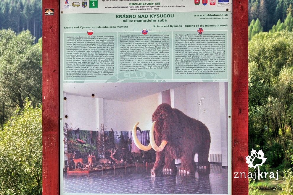 Mamut w muzeum w Krasnem nad Kisucą