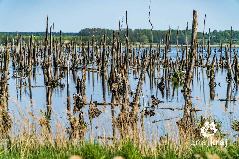 martwy-las-kolo-anklam-zalew-szczecinski