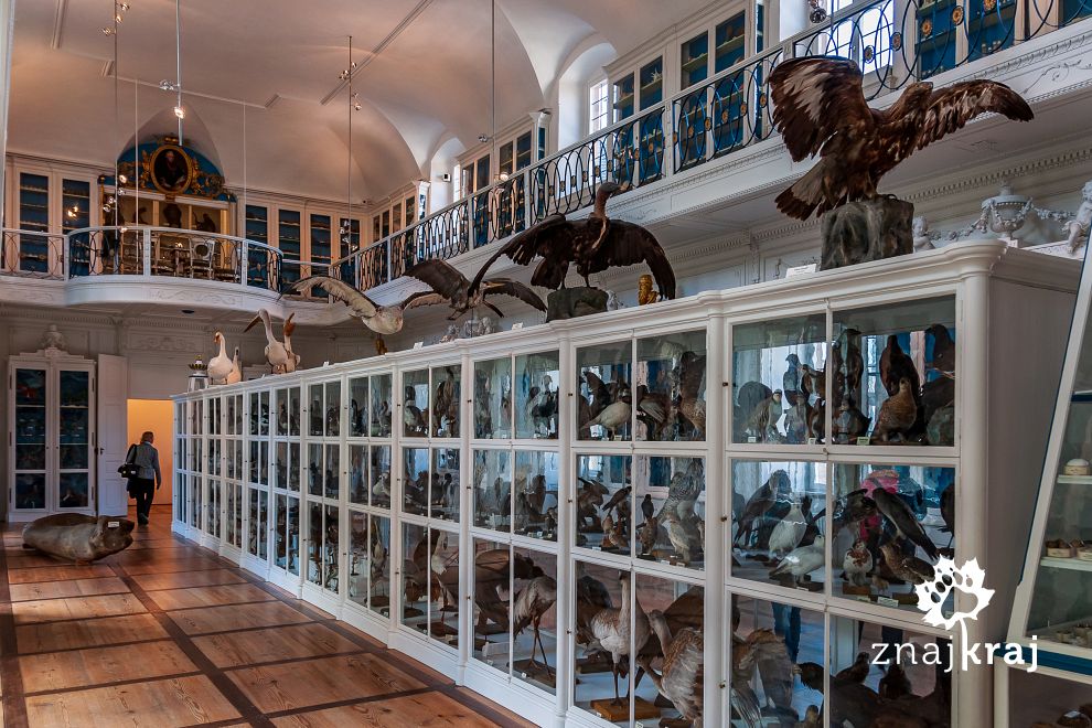 Ptasia Sala w Muzeum Historii Naturalnej