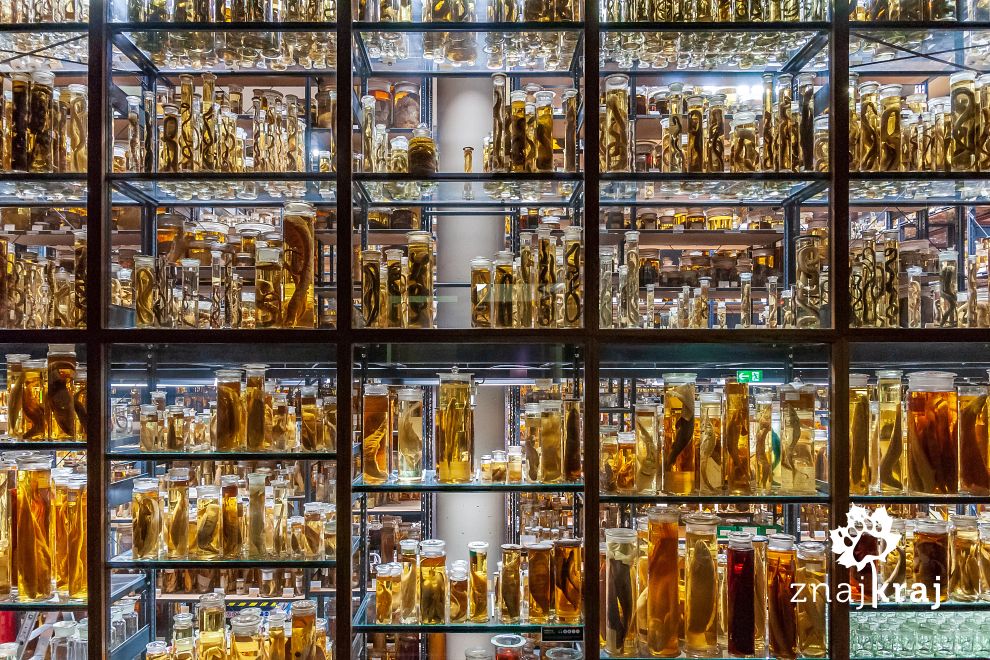 Muzeum Historii Naturalnej w Berlinie - Mokra Kolekcja