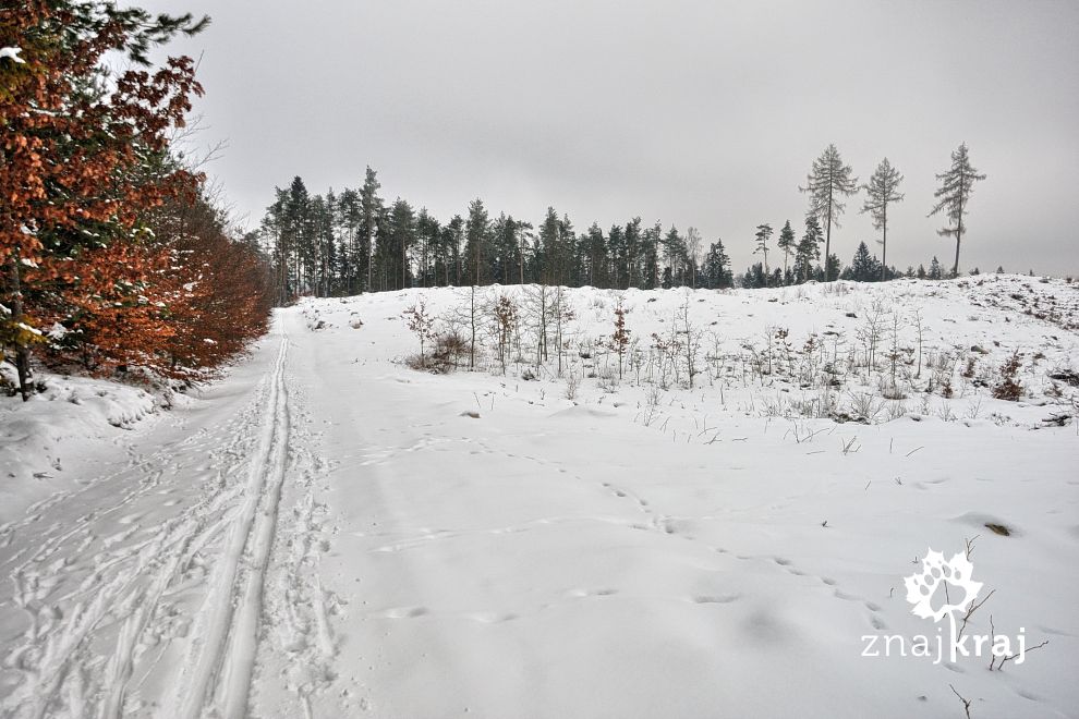 Na biegówkach w Drozdowie