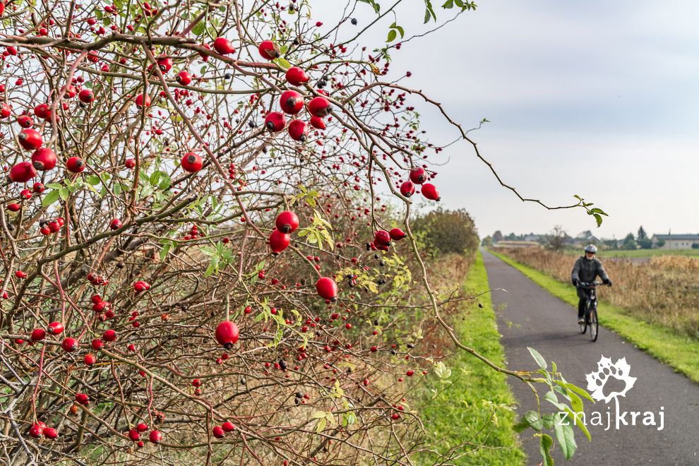 Owoce dzikiej róży przy drodze rowerowej