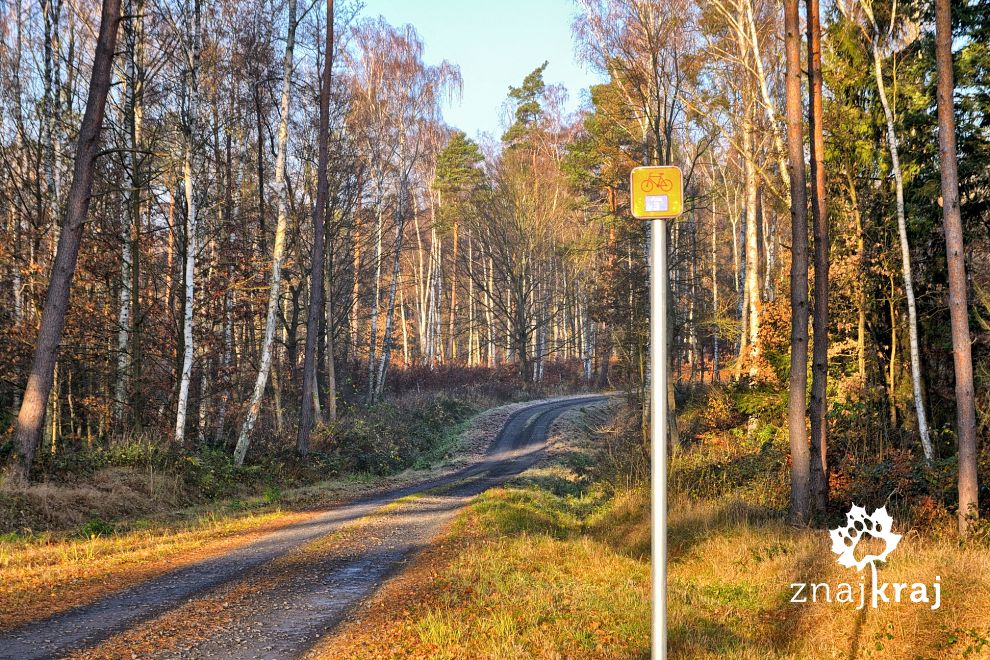 Leśny odcinek Blue Velo koło Borzymia