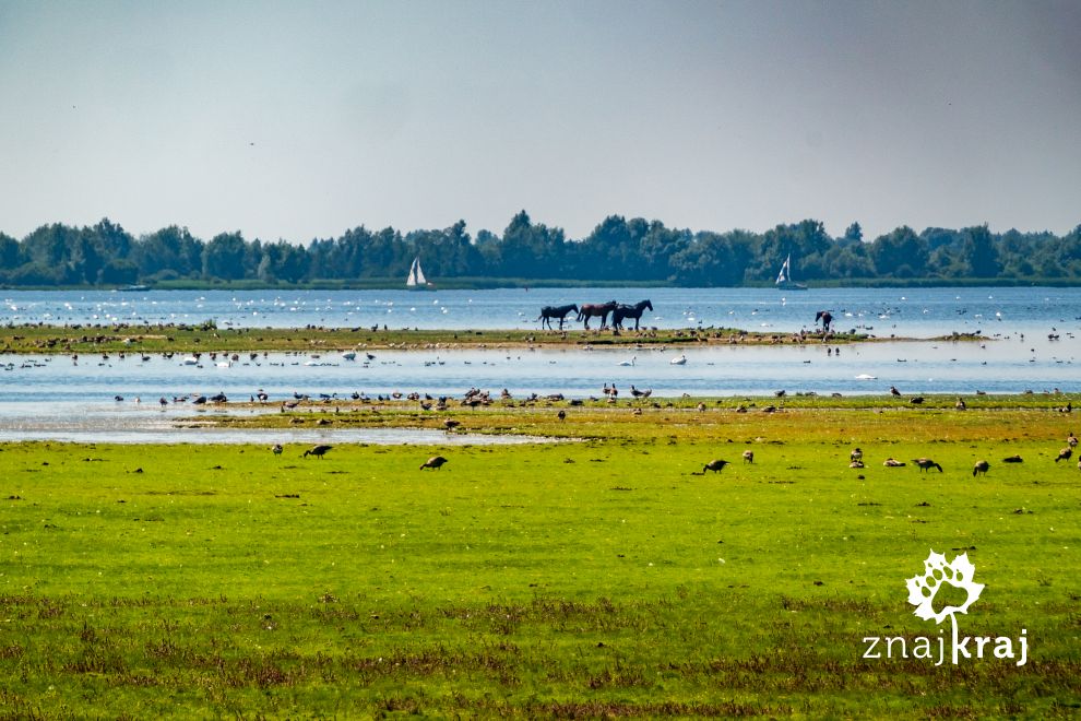 park-narodowy-lauwersmeer-koniki-polskie