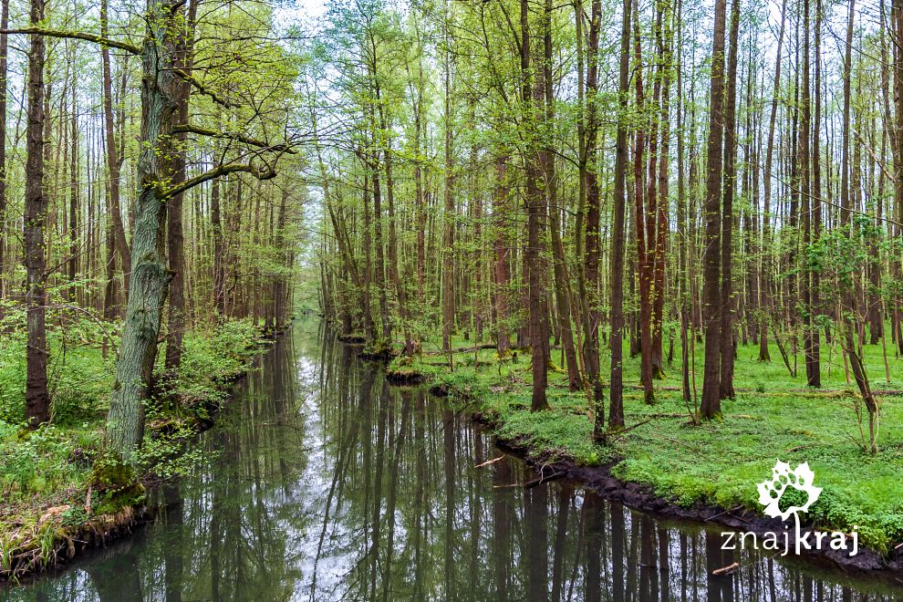 Rezerwat biosfery UNESCO Spreewald