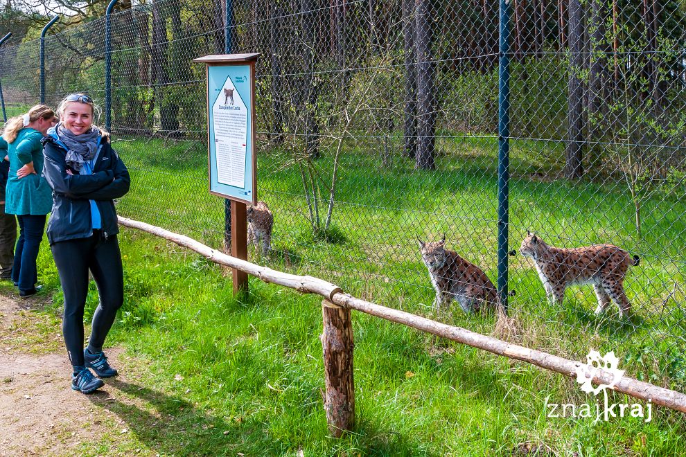 Rysie w Wildparku Schorfheide