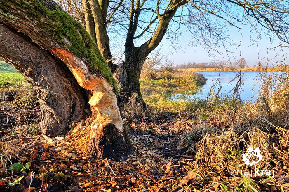 Ślady bobrów nad Wartą