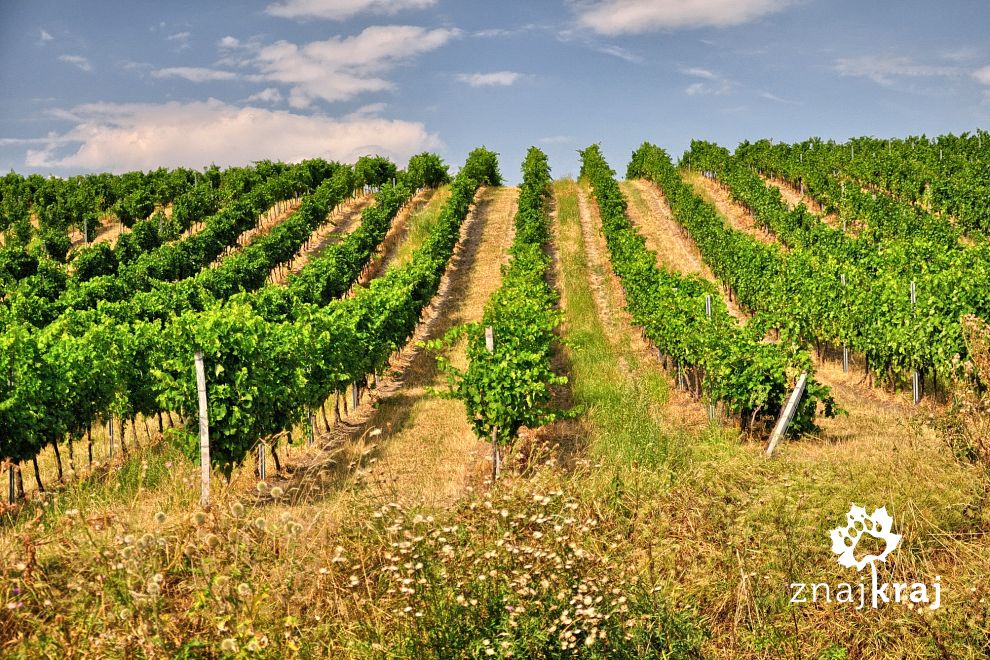 Winnice na Morawach