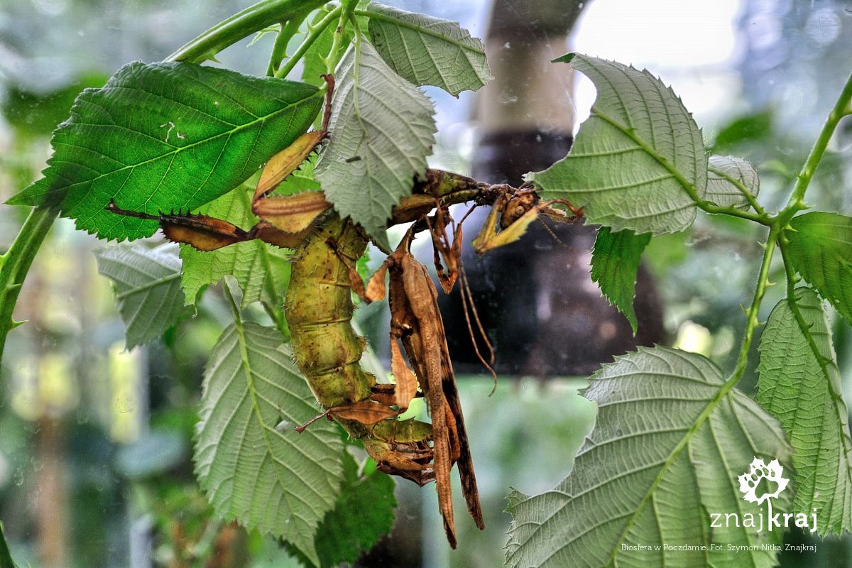 Biosfera w Poczdamie