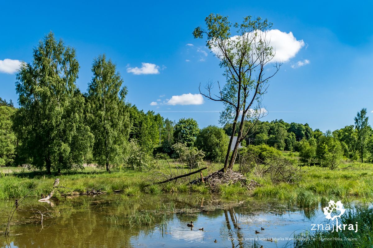 Bobrowe żeremie koło Lidzbarka Warmińskiego