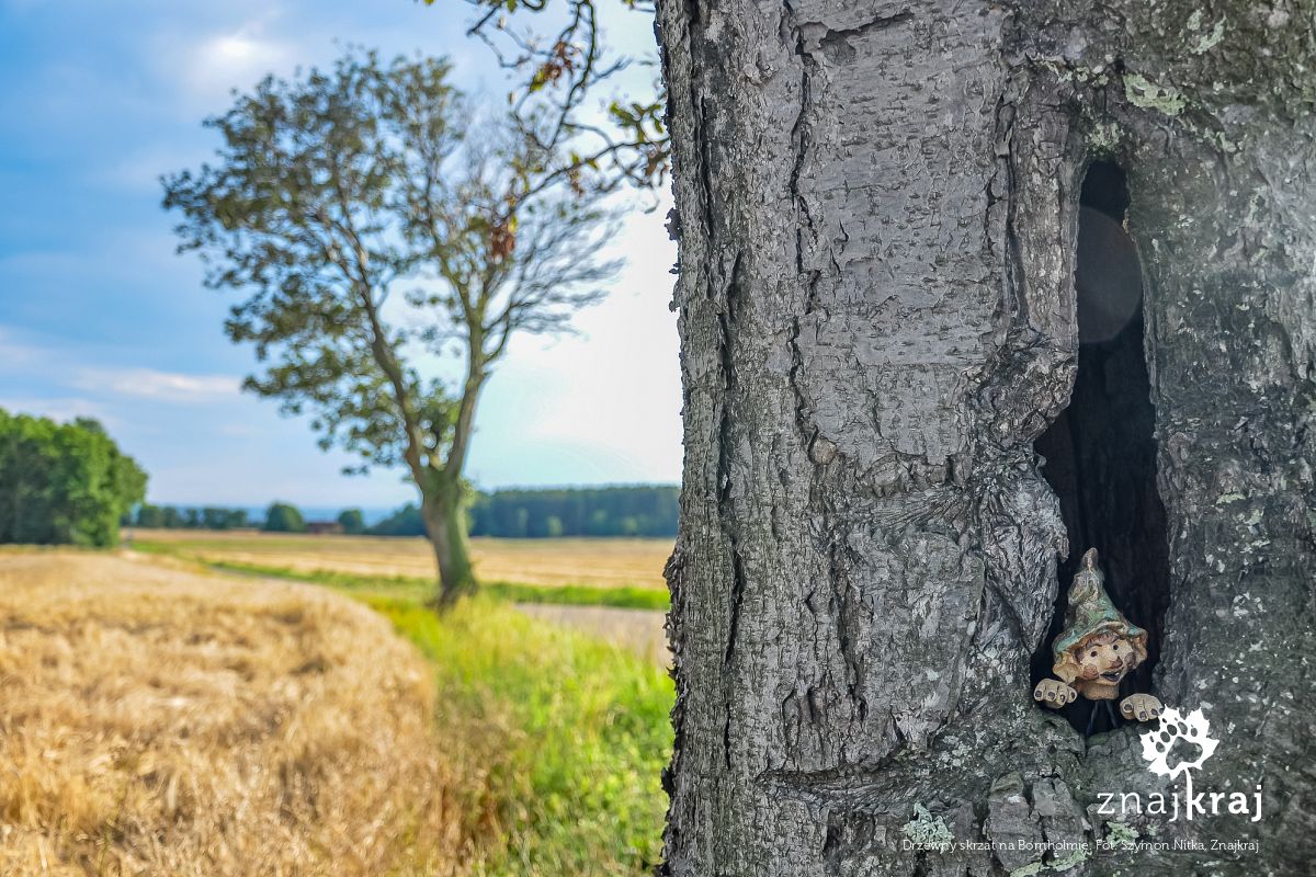 Drzewny skrzat na Bornholmie