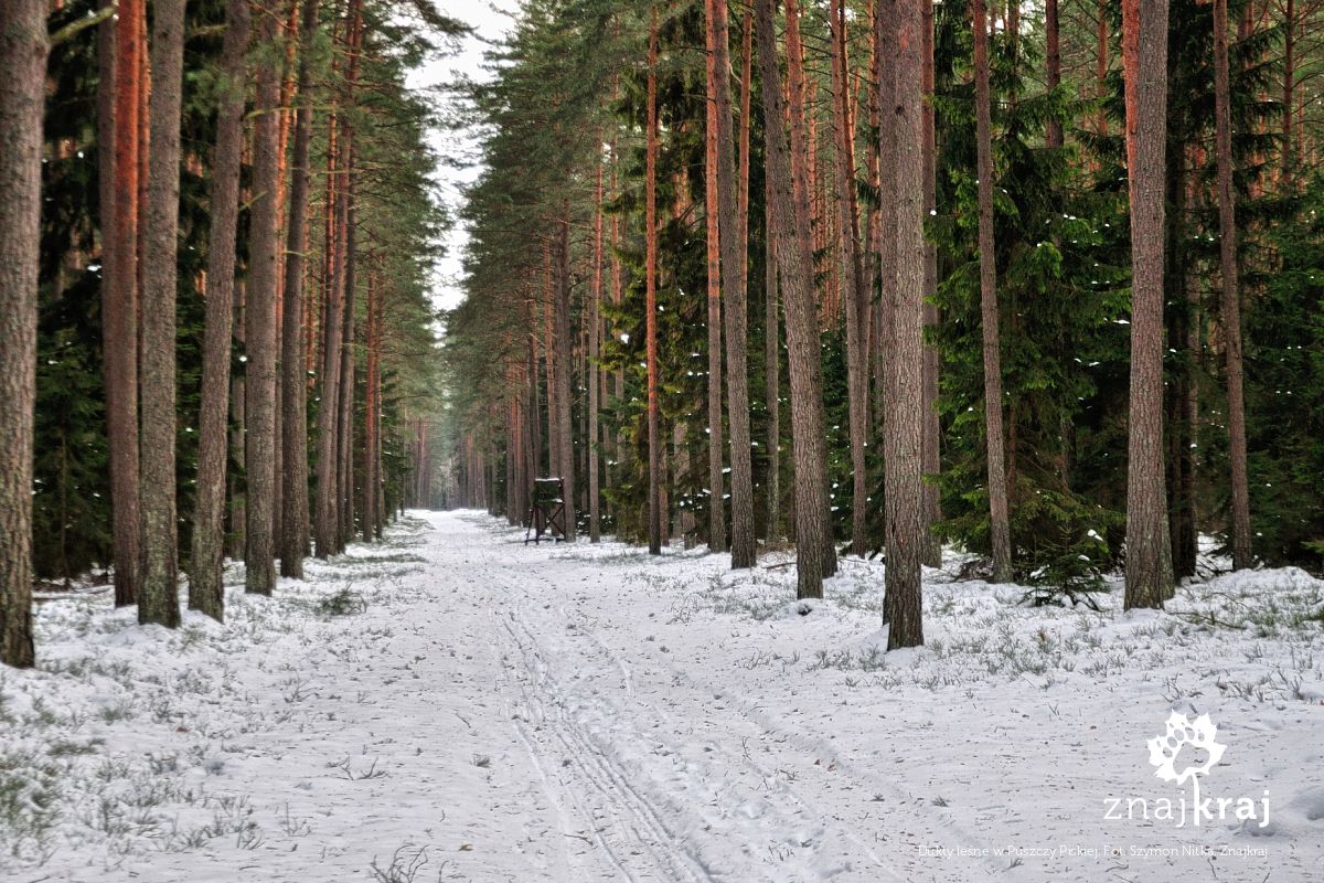 Dukty leśne w Puszczy Piskiej Dukty leśne w Puszczy Piskiej
