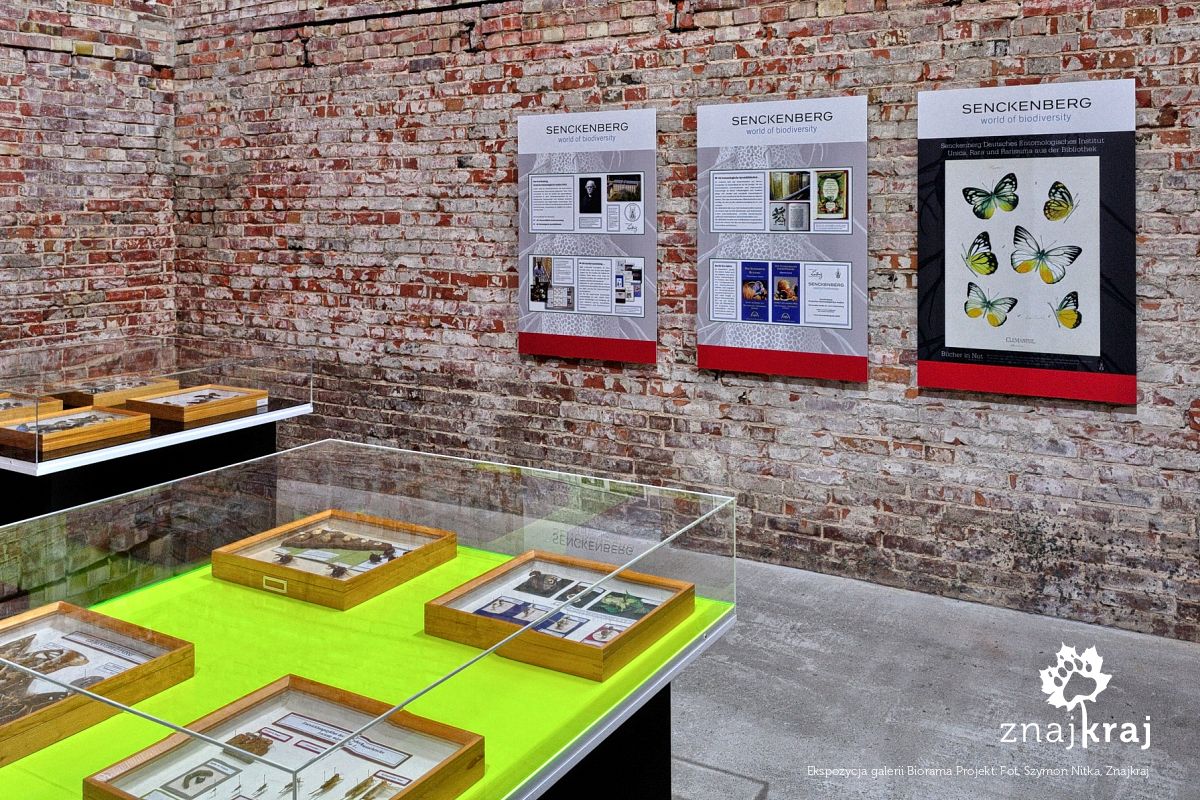 Ekspozycja galerii Biorama Projekt Ekspozycja galerii Biorama Projekt
