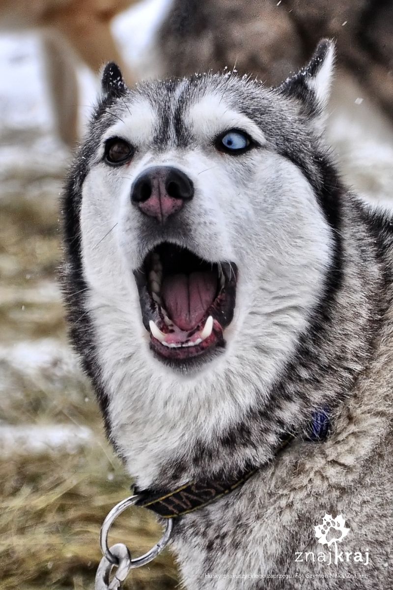 Husky z jakuszyckiego zaprzęgu Husky z jakuszyckiego zaprzęgu