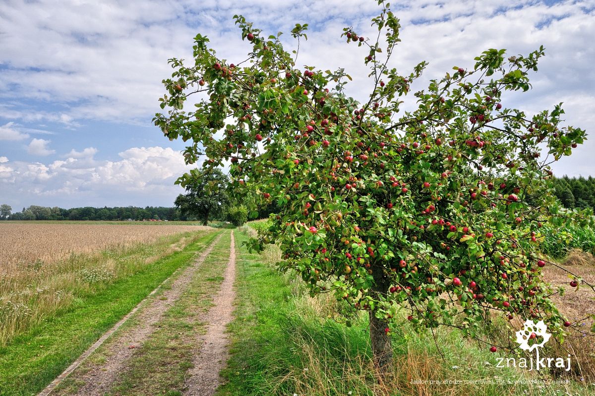 Jabłoń przy drodze rowerowej