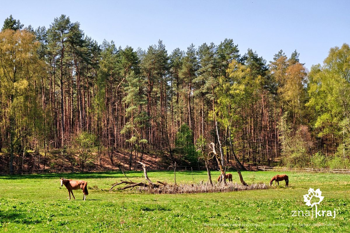 Konie na leśnej polanie przy szlaku Tour Brandenburg Konie na leśnej polanie przy szlaku Tour Brandenburg