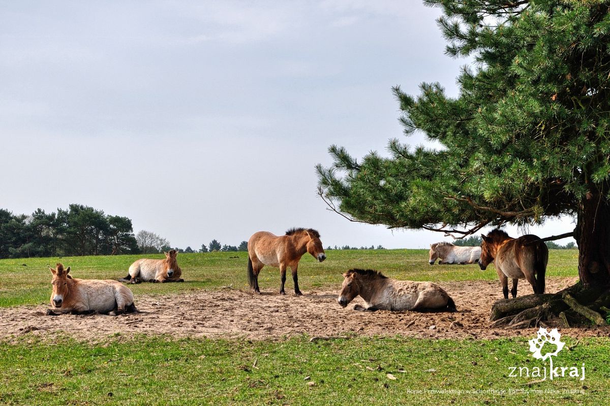 Konie Przewalskiego w Schorfheide Konie Przewalskiego w Schorfheide