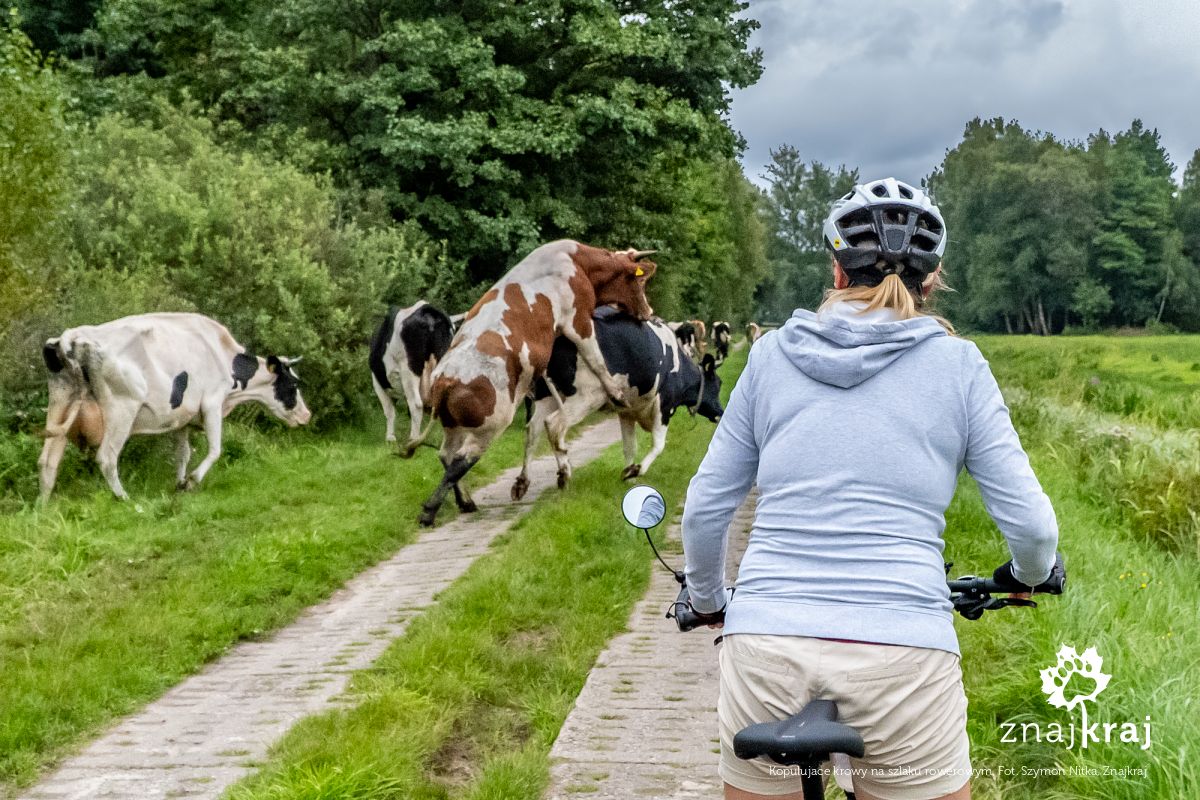 Kopulujace krowy na szlaku rowerowym