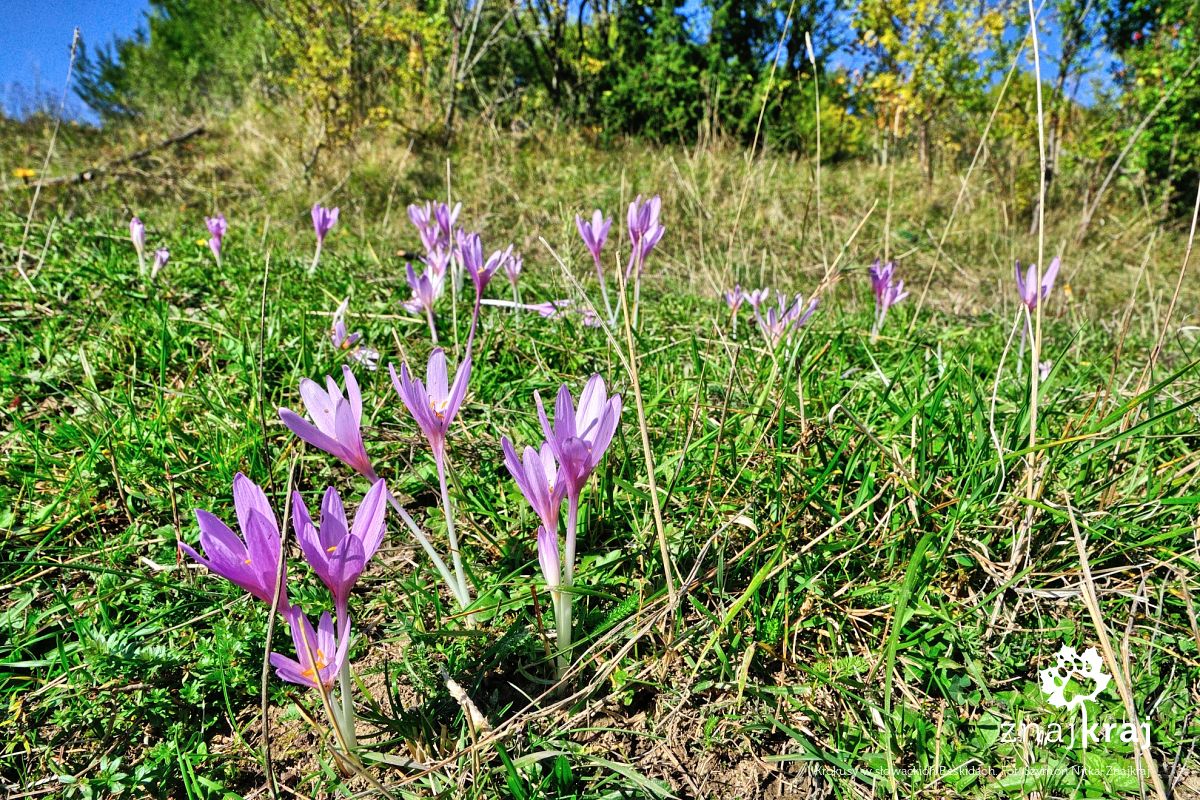 Krokusy w słowackich Beskidach