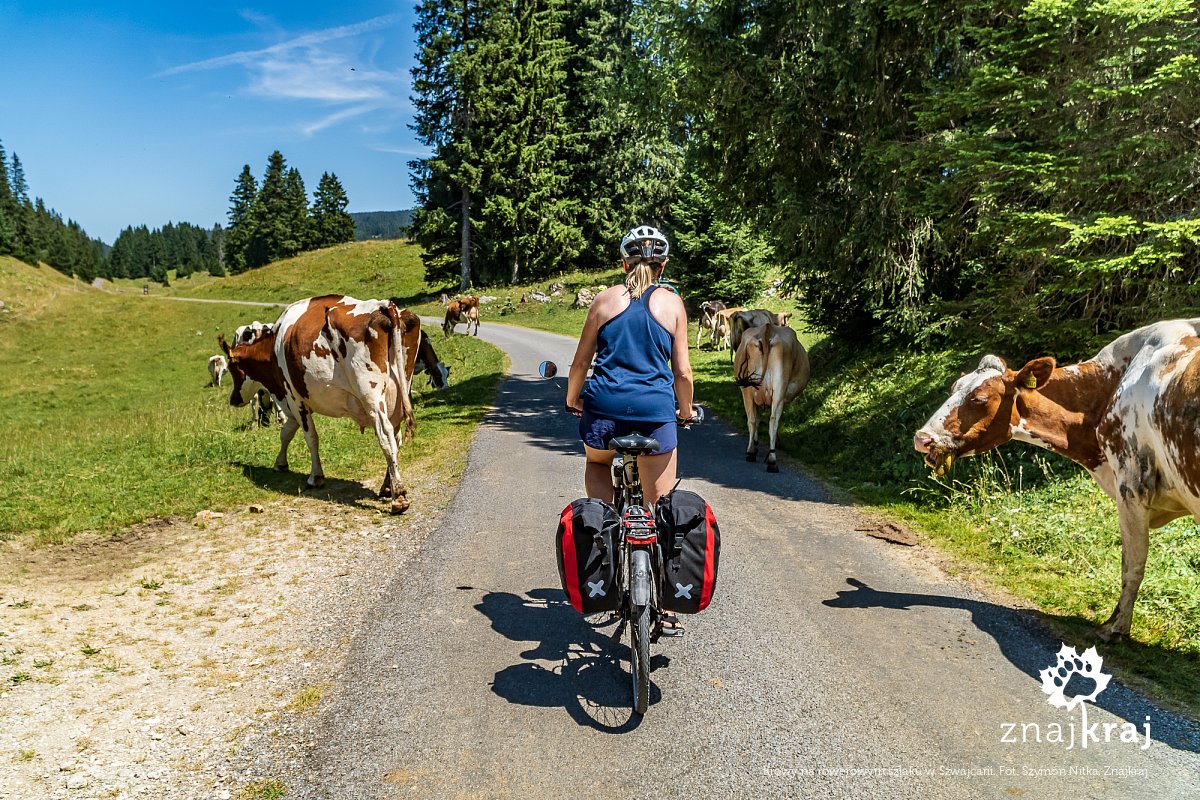 krowy-na-rowerowym-szlaku-w-szwajcarii-j