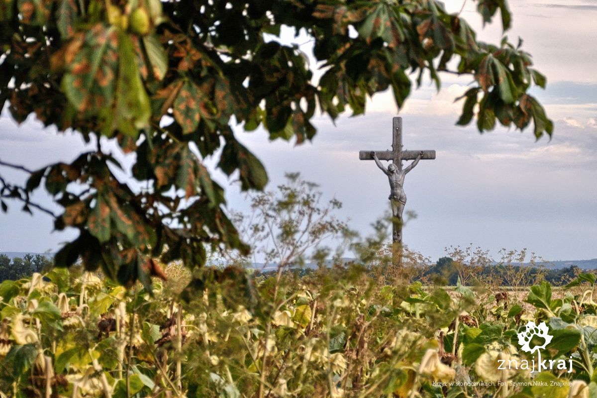 Krzyż w słonecznikach Krzyż w słonecznikach