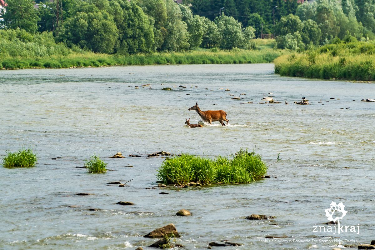 Łania z cielakiem w Popradzie