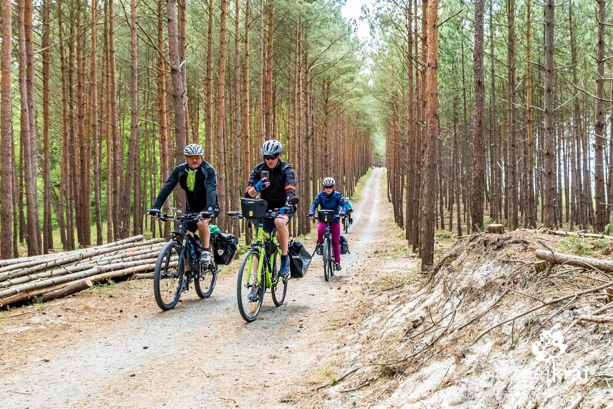 Las na Mierzei Wiślanej koło Krynicy Morskiej