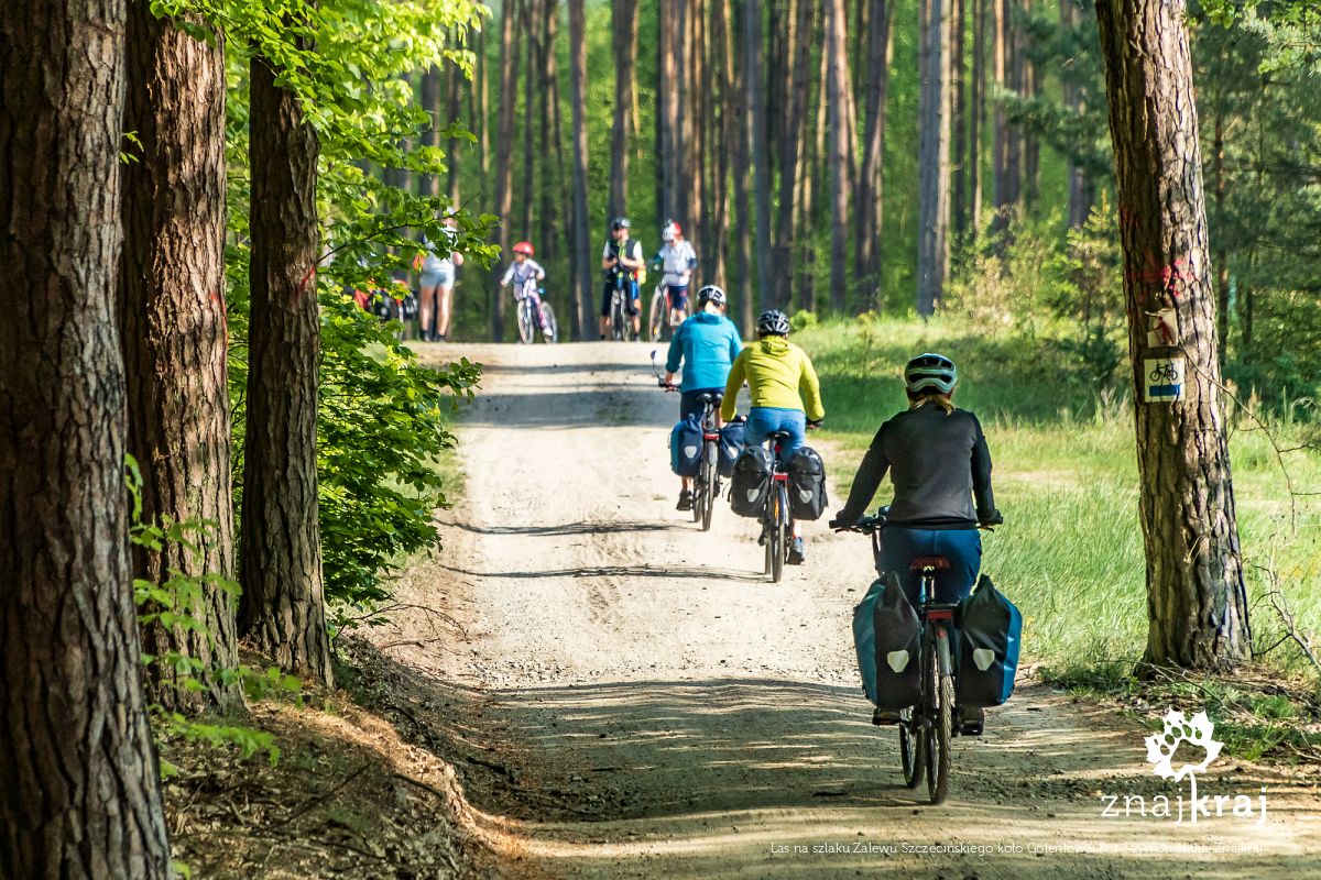 Las na szlaku Zalewu Szczecińskiego koło Goleniowa