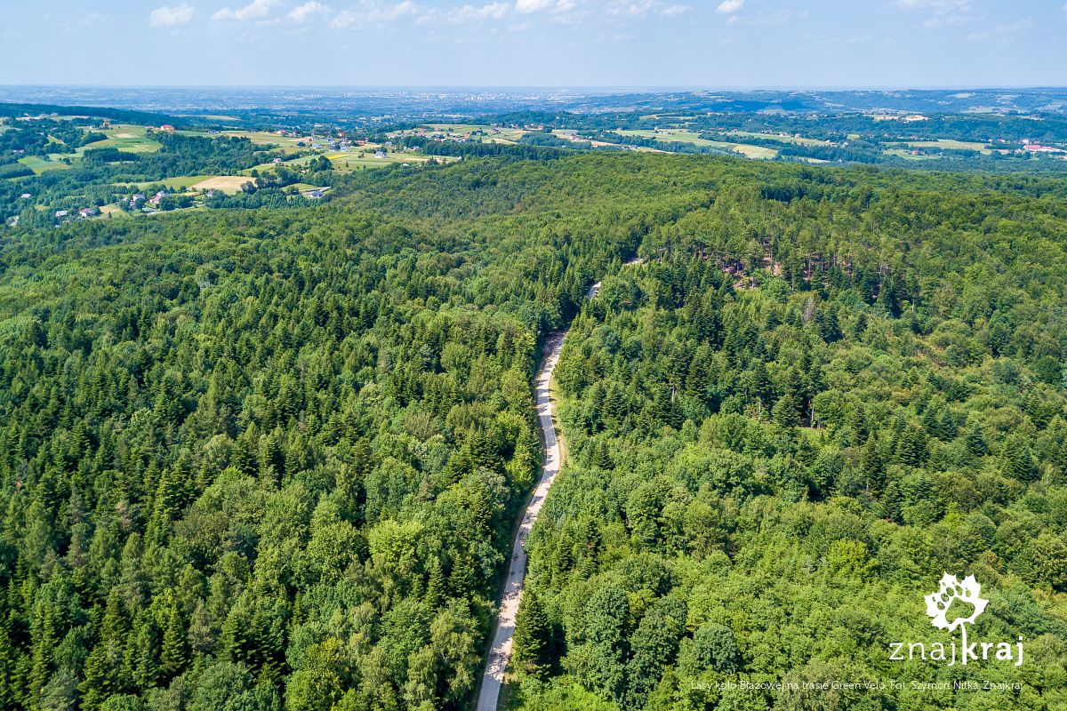 Lasy koło Błażowej na trasie Green Velo